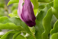 Niedrige Magnolie 'Susan' Topf 5 Liter 60- 80