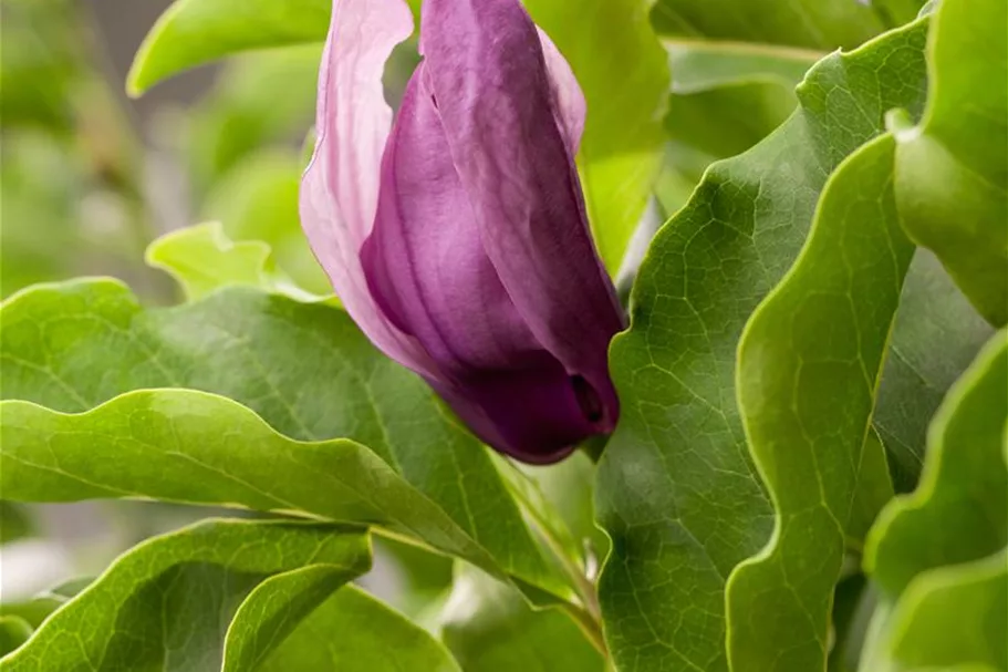 Niedrige Magnolie 'Susan' Topf 5 Liter 60- 80