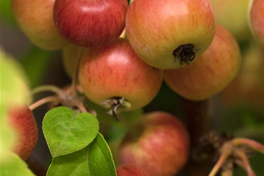 Zierapfel 'Evereste' -R- Topf 7 Liter 80- 100