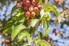 Zierapfel 'Evereste' -R- Topf 7 Liter 80- 100