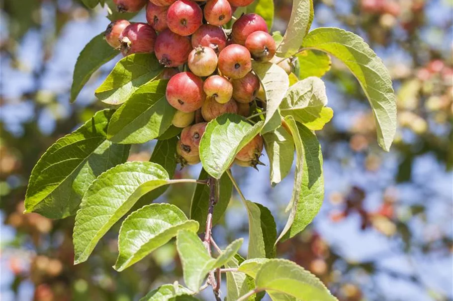 Zierapfel 'Evereste' -R- Topf 7 Liter 80- 100