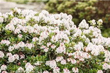 Rhododendron micranthum 'Bloombux'® für Hecken Topf 2 Liter (25 Stück für 5m Hecke) 