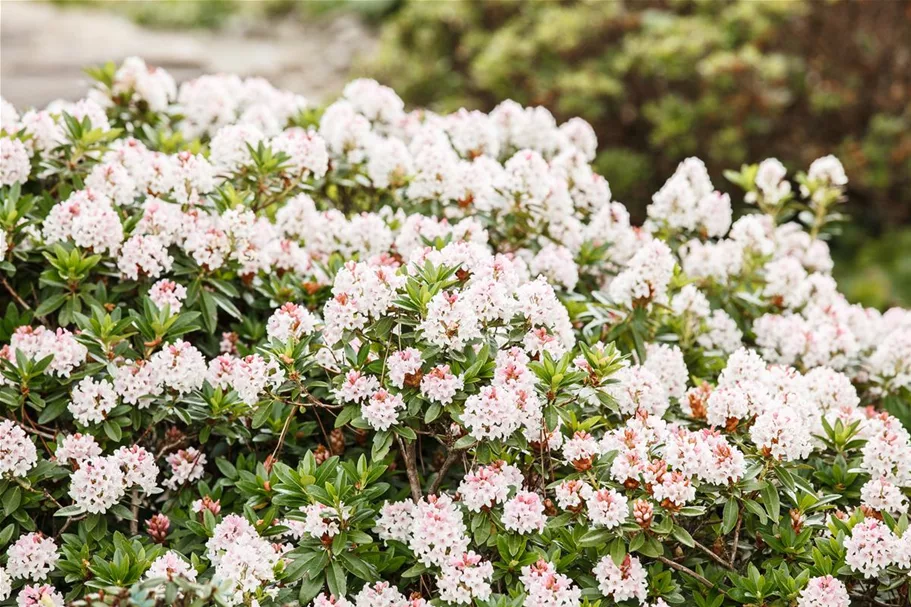 Rhododendron micranthum 'Bloombux'® für Hecken Topf 2 Liter (25 Stück für 5m Hecke) 