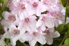 Rhododendron micranthum 'Bloombux'® für Hecken Topf 2 Liter (25 Stück für 5m Hecke) 