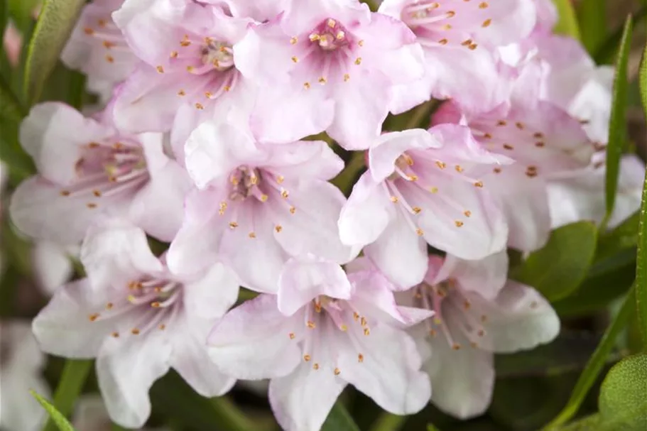 Rhododendron micranthum 'Bloombux'® für Hecken Topf 2 Liter (25 Stück für 5m Hecke) 