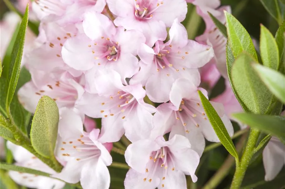 Rhododendron micranthum 'Bloombux'® für Hecken Topf 2 Liter (25 Stück für 5m Hecke) 