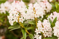 Rhododendron micranthum 'Bloombux'® für Hecken Topf 2 Liter (25 Stück für 5m Hecke) 