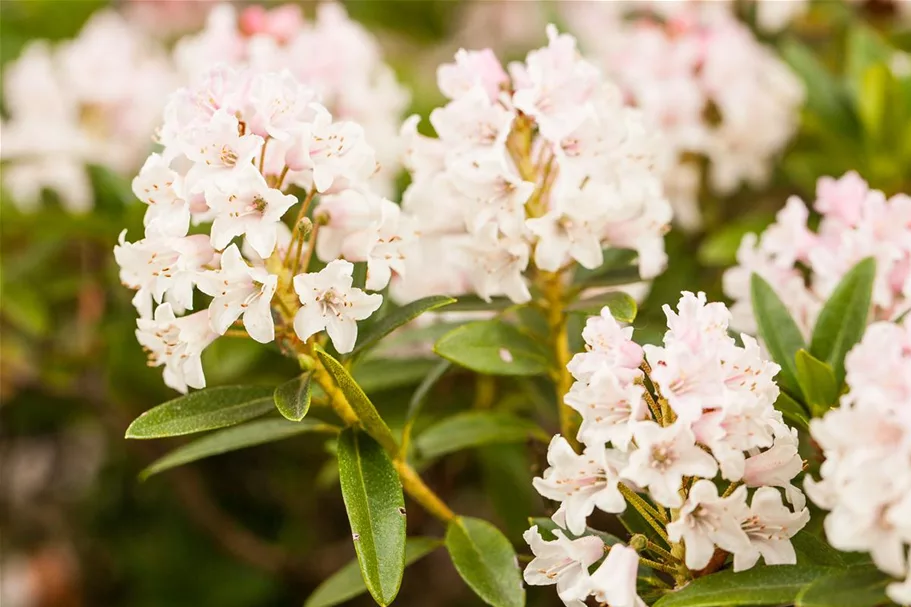 Rhododendron micranthum 'Bloombux'® für Hecken Topf 2 Liter (25 Stück für 5m Hecke) 