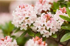 Rhododendron micranthum 'Bloombux'® für Hecken Topf 2 Liter (25 Stück für 5m Hecke) 