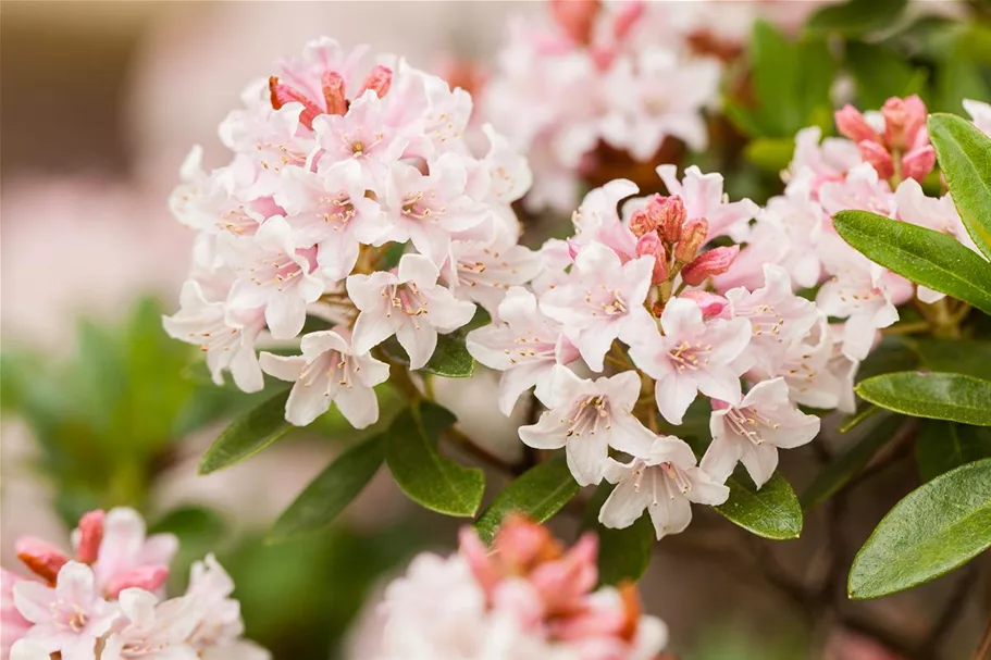 Rhododendron micranthum 'Bloombux'® für Hecken Topf 2 Liter (25 Stück für 5m Hecke) 