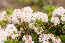 Rhododendron micranthum 'Bloombux'® für Hecken Topf 2 Liter (25 Stück für 5m Hecke) 