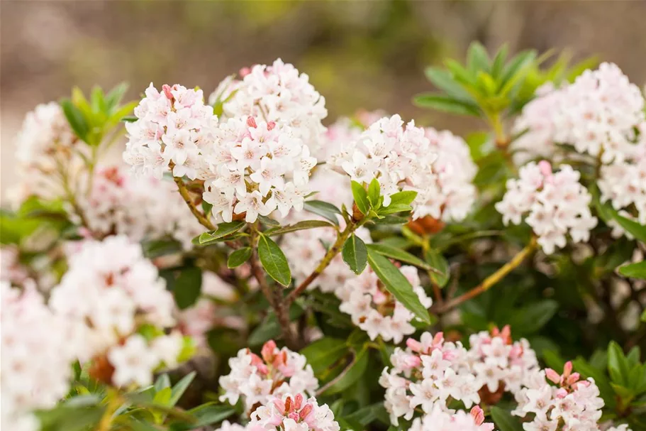 Rhododendron micranthum 'Bloombux'® für Hecken Topf 2 Liter (25 Stück für 5m Hecke) 