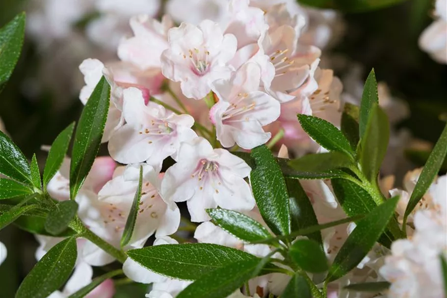 Rhododendron micranthum 'Bloombux'® für Hecken Topf 2 Liter (25 Stück für 5m Hecke) 