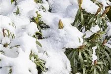 Rhododendron ponticum 'Graziella' für Hecken Topf 2,5 Liter (20 Stück für 5m Hecke) 