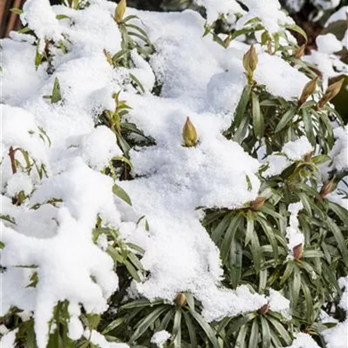 Rhododendron ponticum 'Graziella' für Hecken