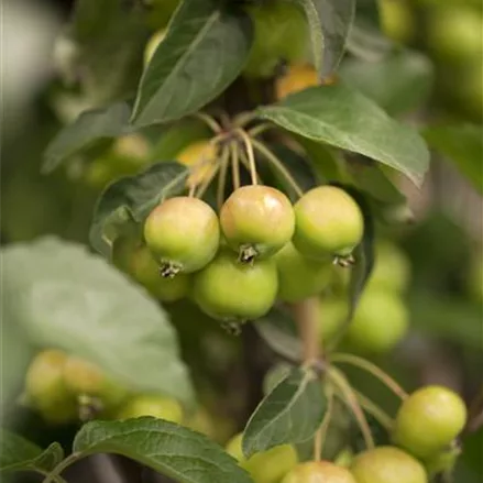 Zierapfel 'Golden Hornet'