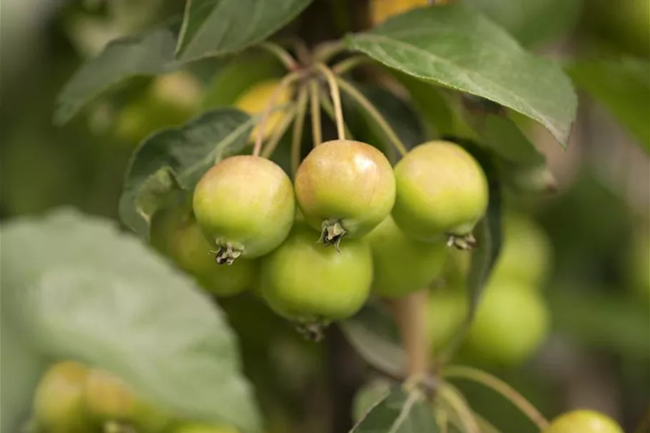 Zierapfel 'Golden Hornet' Solitärpflanze 3x verpflanzt mit Draht-Ballen 150- 200