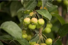 Zierapfel 'Golden Hornet' Solitärpflanze 3x verpflanzt mit Draht-Ballen 150- 200