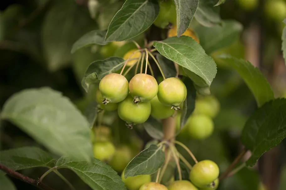 Zierapfel 'Golden Hornet' Solitärpflanze 3x verpflanzt mit Draht-Ballen 150- 200