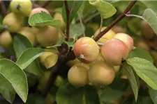 Zierapfel 'Golden Hornet' Solitärpflanze 3x verpflanzt mit Draht-Ballen 150- 200