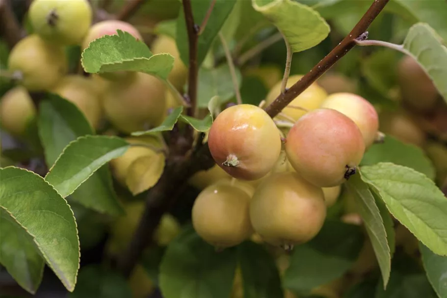 Zierapfel 'Golden Hornet' Solitärpflanze 3x verpflanzt mit Draht-Ballen 150- 200