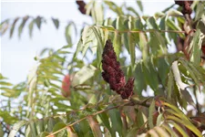 Farnwedel-Essigbaum 'Dissecta' Topf 7,5 Liter 80- 100