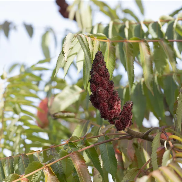 Farnwedel-Essigbaum 'Dissecta'