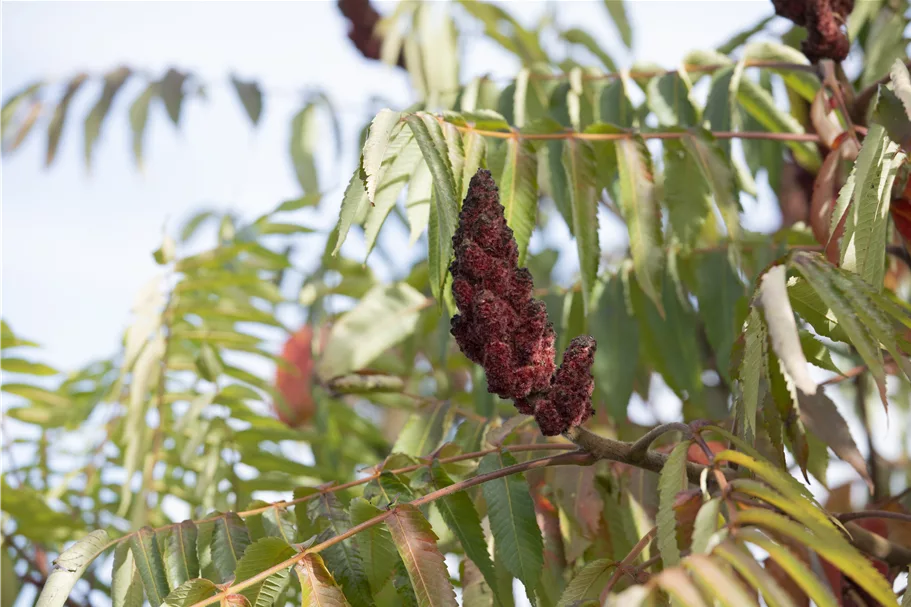 Farnwedel-Essigbaum 'Dissecta' Topf 7,5 Liter 80- 100