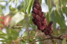 Farnwedel-Essigbaum 'Dissecta' Topf 7,5 Liter 80- 100