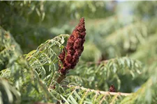 Farnwedel-Essigbaum 'Dissecta' Topf 7,5 Liter 80- 100