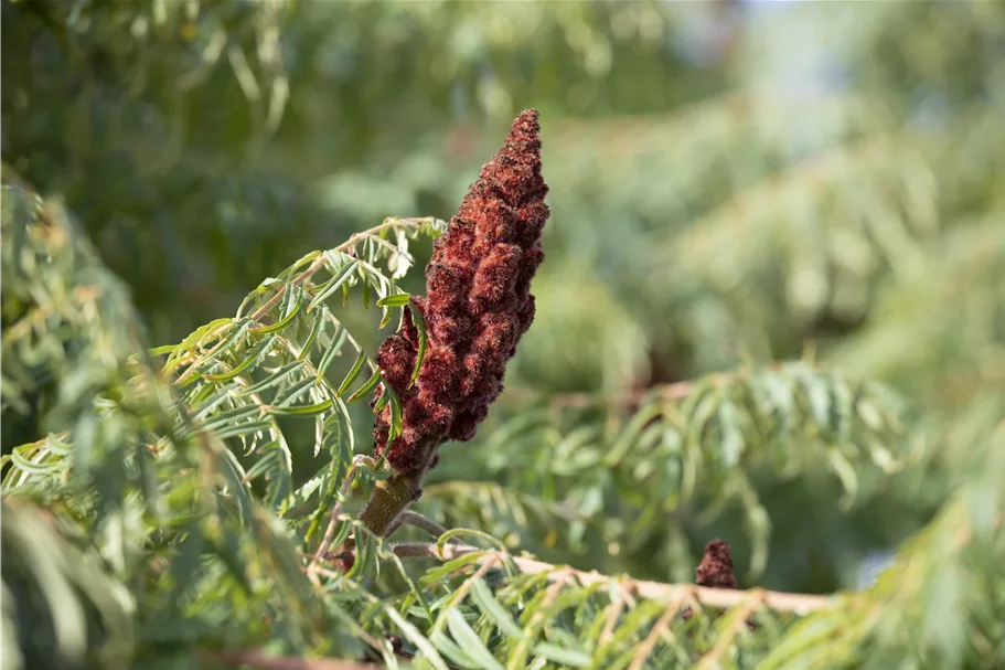 Farnwedel-Essigbaum 'Dissecta' Topf 7,5 Liter 80- 100