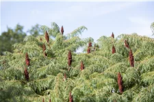 Farnwedel-Essigbaum 'Dissecta' Topf 7,5 Liter 80- 100