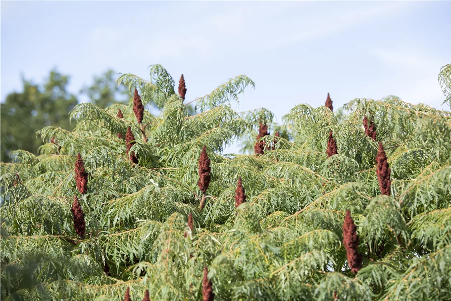 Farnwedel-Essigbaum 'Dissecta' Topf 7,5 Liter 80- 100