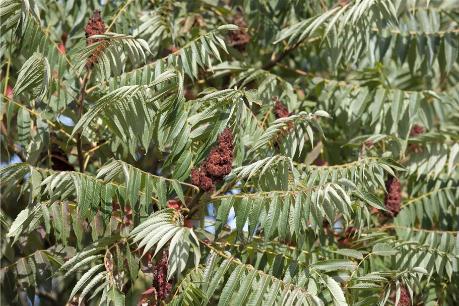 Farnwedel-Essigbaum 'Dissecta' Topf 7,5 Liter 80- 100