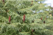 Farnwedel-Essigbaum 'Dissecta' Topf 7,5 Liter 80- 100