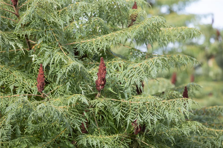 Farnwedel-Essigbaum 'Dissecta' Topf 7,5 Liter 80- 100