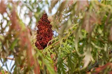 Farnwedel-Essigbaum 'Dissecta' Topf 7,5 Liter 80- 100