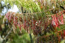 Farnwedel-Essigbaum 'Dissecta' Topf 7,5 Liter 80- 100