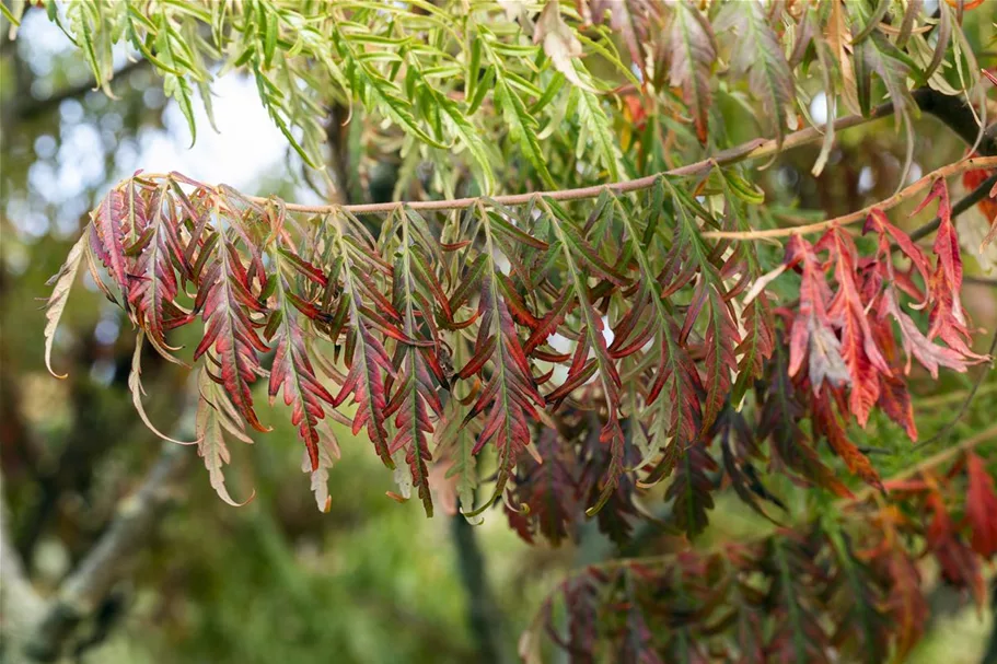 Farnwedel-Essigbaum 'Dissecta' Topf 7,5 Liter 80- 100