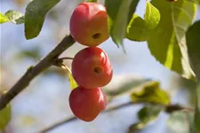 Zierapfel 'Red Sentinel' Stamm Topf 20 Liter Krone mehrj. Stammhöhe. 120-