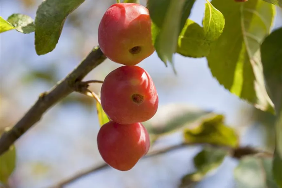 Zierapfel 'Red Sentinel' Stamm Topf 20 Liter Krone mehrj. Stammhöhe. 120-