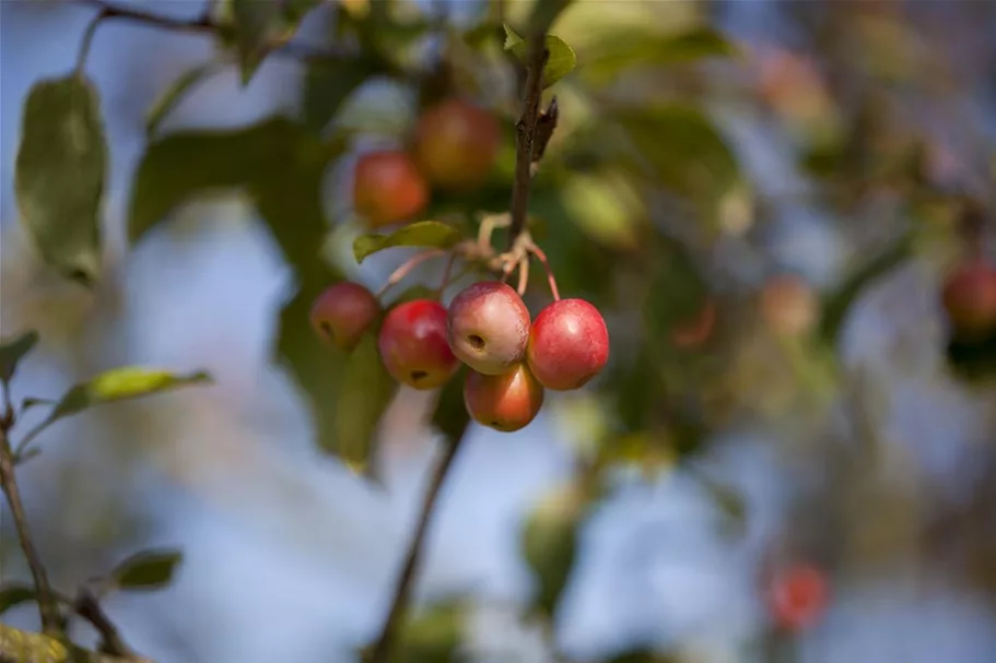 Zierapfel 'Red Sentinel' Stamm Topf 20 Liter Krone mehrj. Stammhöhe. 120-