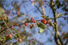 Zierapfel 'Red Sentinel' Stamm Topf 20 Liter Krone mehrj. Stammhöhe. 120-