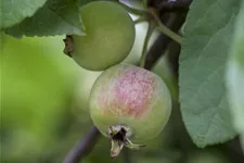 Zierapfel 'Red Sentinel' Stamm Topf 20 Liter Krone mehrj. Stammhöhe. 120-