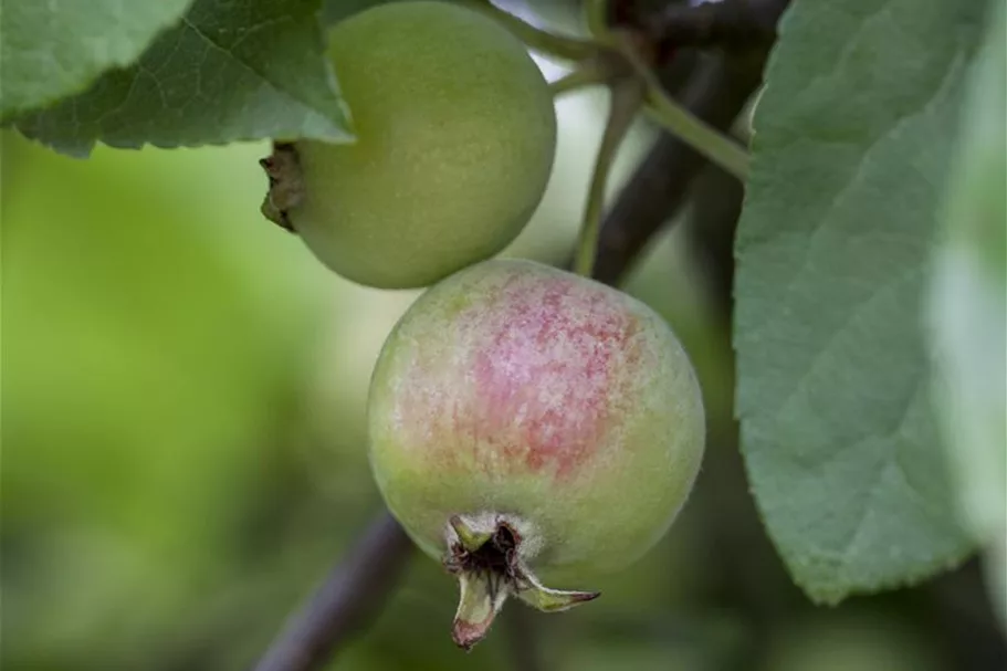 Zierapfel 'Red Sentinel' Stamm Topf 20 Liter Krone mehrj. Stammhöhe. 120-