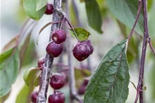 Zierapfel 'Royal Beauty' Stamm Topf 20 Liter Krone mehrj. Stammhöhe. 120-