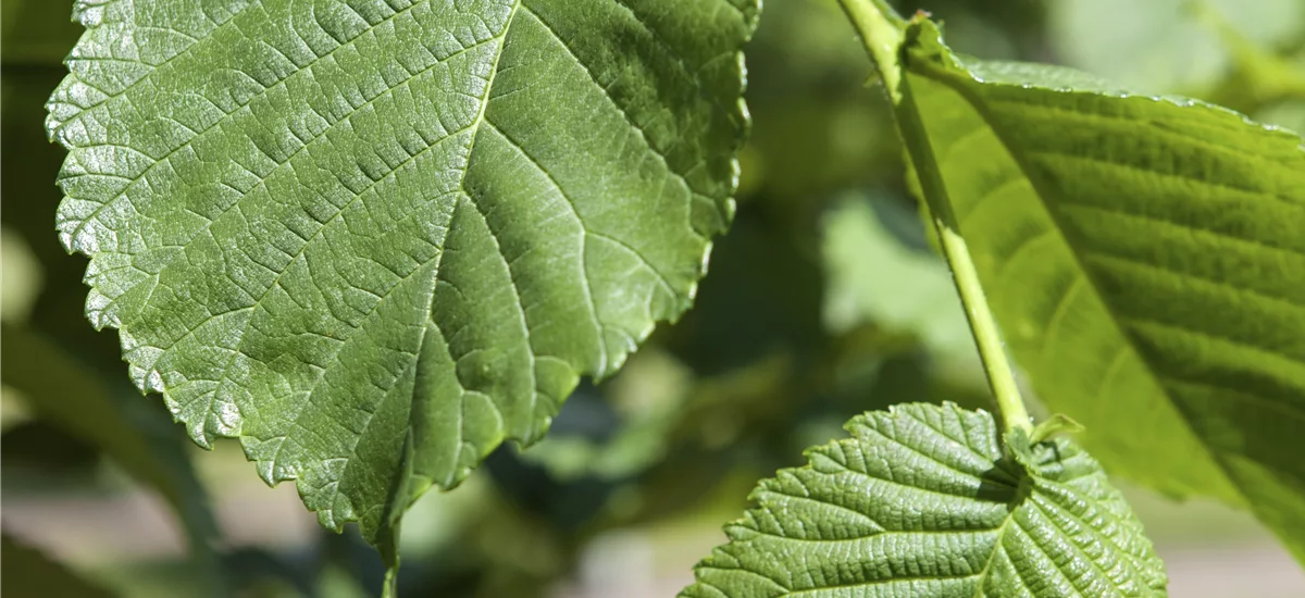 Hängender Weißer Maulbeerbaum Stamm Topf 20 Liter Krone mehrj. Stammhöhe. 120-