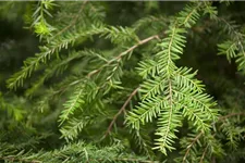 Kanadische Hemlocktanne 3x verpflanzt mit Ballen 125- 150