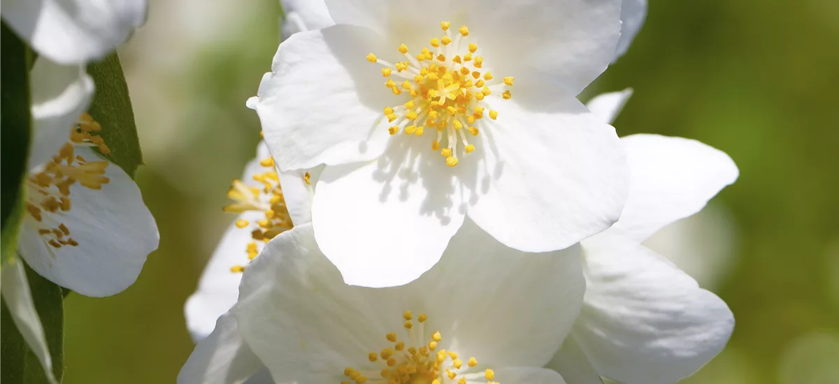 Gartenjasmin 'Belle Etoile' Topf 7,5 Liter 80- 100