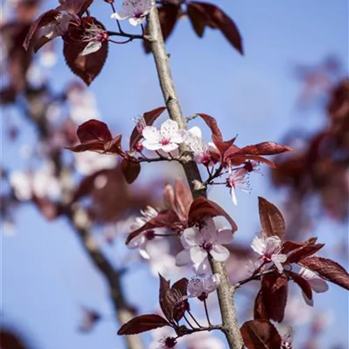 Blutpflaume 'Nigra'